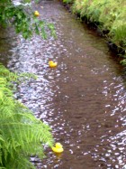Ducks Ahoy | June 2010
